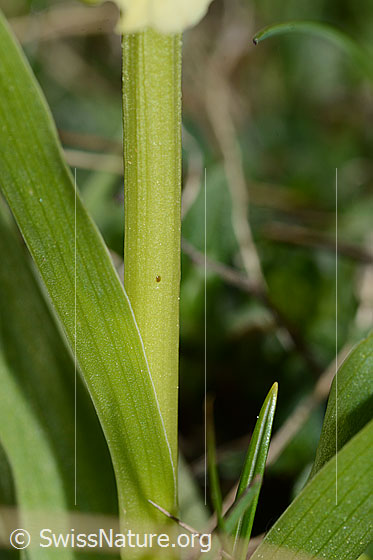 Foto: Holunder-Knabenkraut (Dactylorhiza sambucina). Stängel.