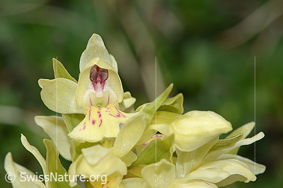 Foto: Holunder-Knabenkraut (Dactylorhiza sambucina). Blüte. Ansicht von vorne. Gelbes Exemplar.