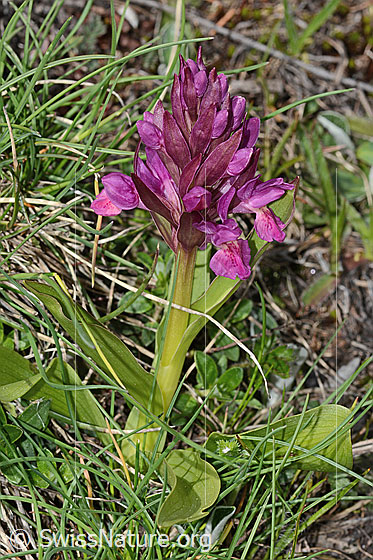 Foto: Holunder-Knabenkraut (Dactylorhiza sambucina). Ganze Pflanze (Habitus). Rotes Exemplar.