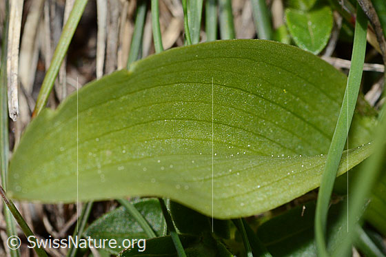Foto: Holunder-Knabenkraut (Dactylorhiza sambucina). Blattoberseite.
