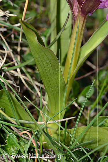 Foto: Holunder-Knabenkraut (Dactylorhiza sambucina). Blattunterseite und Stängel.