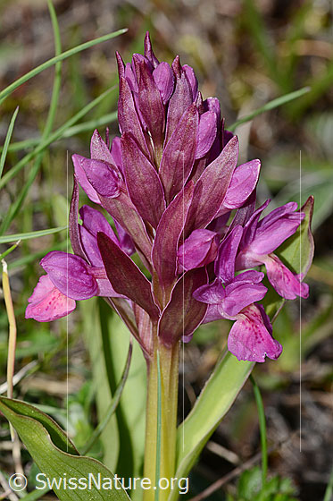 Foto: Holunder-Knabenkraut (Dactylorhiza sambucina). Blütenstand. Rotes Exemplar.