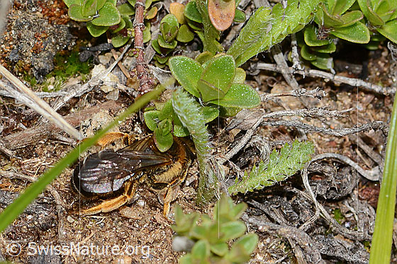 Foto: Rotbeinige Furchenbiene (Halictus rubicundus). Länge 10mm. Weibchen. Ansicht von schräg oben.