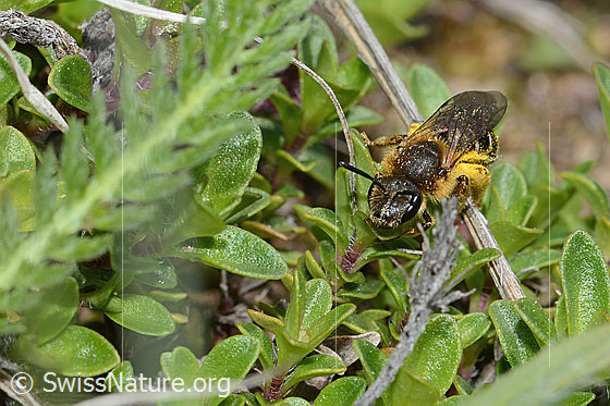 Foto: Rotbeinige Furchenbiene (Halictus rubicundus). Länge 10mm. Weibchen. Ansicht von vorne.