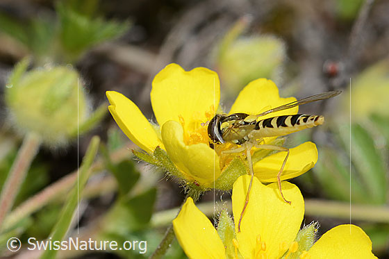 Foto: Gewöhnliche Langbauchschwebfliege (Sphaerophoria scripta) auf Blume. Ansicht von schräg hinten.