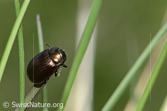 Brauner Blattkäfer (Chrysolina oricalcia)