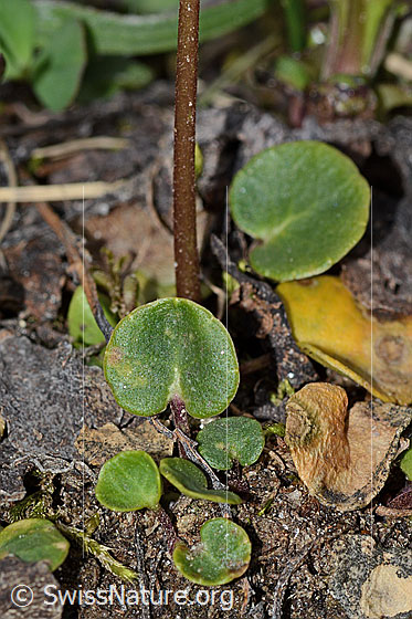 Foto: Grosses Alpenglöckchen (Soldanella alpina). Blätter und Stängel.