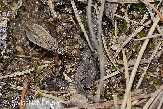 Foto: Wahrscheinlich Brachenräuber (Nabis pseudoferus). Länge 6.5 - 8.5mm. Ansicht von vorne oben.