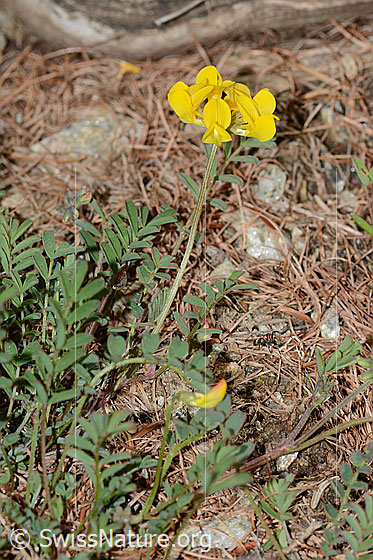 Photo: Hippocrepis comosa. Whole plant (habiti).