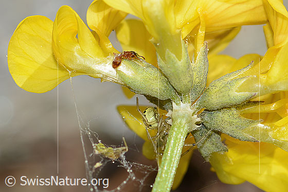 Foto: Wahrscheinlich Temnothorax albipennis (Knotenameise) auf Schopfigem Hufeisenklee (Hippocrepis comosa). Länge 2.5mm. Ansicht von seitlich hinten.