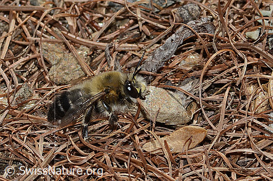 Photo: Anthophora aestivalis. Length 15mm. Male. View from the side.