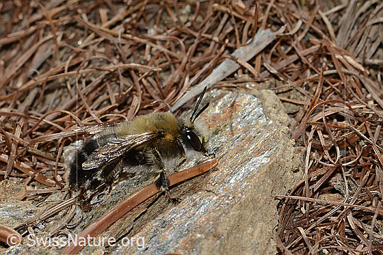 Photo: Anthophora aestivalis. Length 15mm. Male. View from the side.