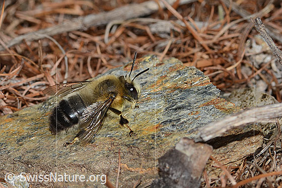 Foto: Gebänderte Pelzbiene (Anthophora aestivalis). Länge 15mm. Männchen. Ansicht von der Seite.