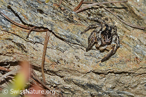 Photo: Aelurillus v-insignitus. Male. Body length: 8 - 9mm. View from the front.