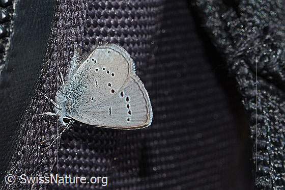 Photo: Cupido minimus. Wings closed. View from the side.