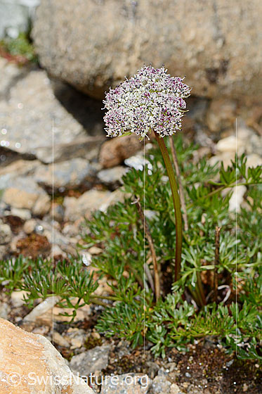 Photo: Ligusticum mutellinoides. Whole plant (habiti).