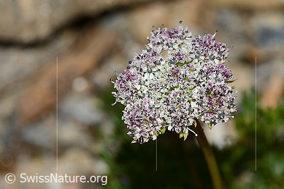 Foto: Zwerg-Mutterwurz (Ligusticum mutellinoides). Blütendolde. Ansicht von oben.