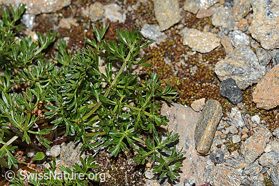 Foto: Zwerg-Mutterwurz (Ligusticum mutellinoides). Blätter.