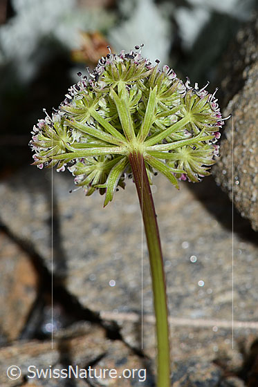 Photo: Ligusticum mutellinoides. Stem and flower umbel. View from below.
