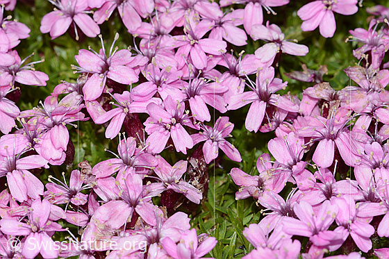 Photo: Silene acaulis. Blossoms.