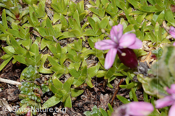 Photo: Silene acaulis. Leaves.