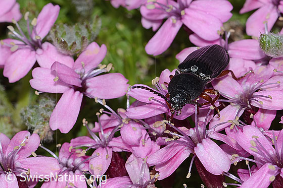 Photo: Probably Melanotus castanipes on Silene acaulis. Length 17mm. Female. View from the front.