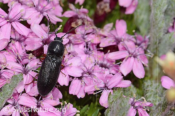 Foto: Wahrscheinlich Melanotus castanipes (Schnellkäfer) auf Kalk-Polsternelke (Silene acaulis). Länge 17mm. Weibchen. Ansicht von oben.