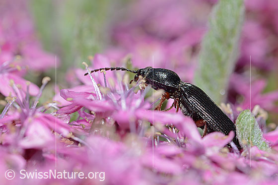 Photo: Probably Melanotus castanipes on Silene acaulis. Length 17mm. Female. View from the side.