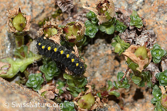 Foto: Raupe des Alpen-Widderchens (Zygaena exulans) an Zweiblütigem Steinbrech (Saxifraga biflora). Ansicht von oben.