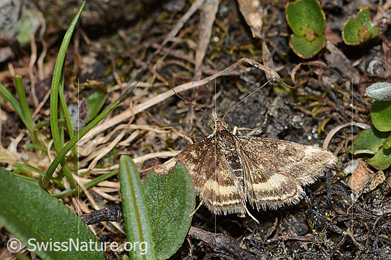 Photo: Pyrausta despicata. Wings open. View from above.
