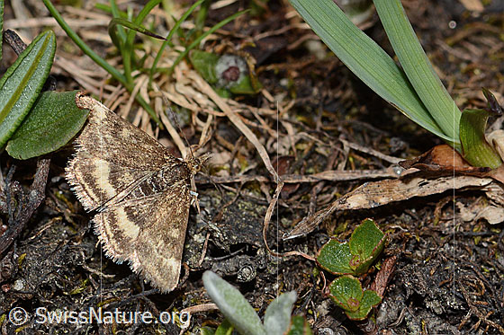 Olivenbrauner Zünsler (Pyrausta despicata)