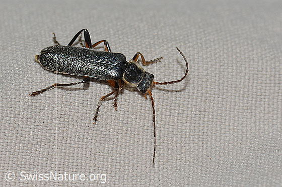 Photo: Cantharis pagana. Length 8mm. View from the side above.