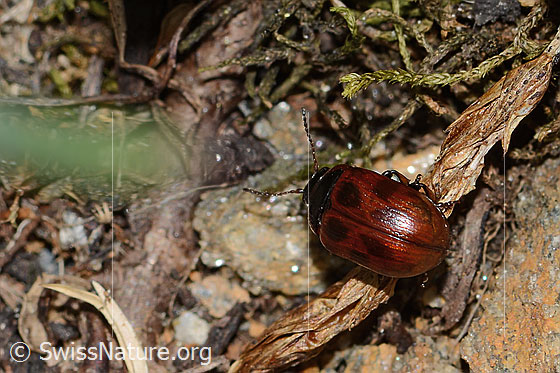 Foto: Wahrscheinlich Gonioctena nivosa (Blattkäfer). Länge 5mm. Ansicht von hinten oben. Die Färbung dieser Käferart ist sehr variabel.