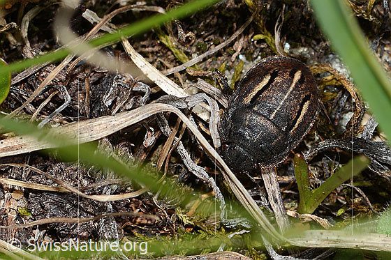 Foto: Odontoscelis fuliginosa (Schildwanze). Länge 6mm. Ansicht von oben.