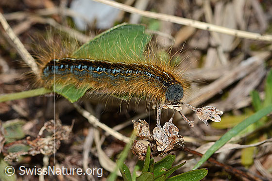 Photo: Malacosoma alpicola. Caterpillar. Length: 30mm. View from the side.