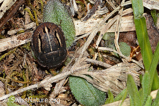 Foto: Odontoscelis fuliginosa (Schildwanze). Länge 6mm. Ansicht von oben.