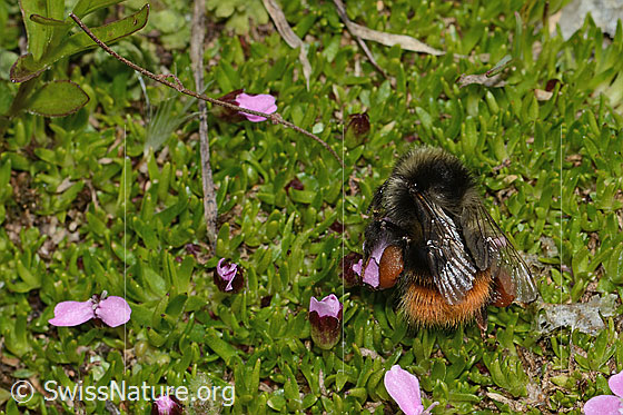 Photo: Bombus monticola on Silene acaulis. Length 16mm. View from the side above.