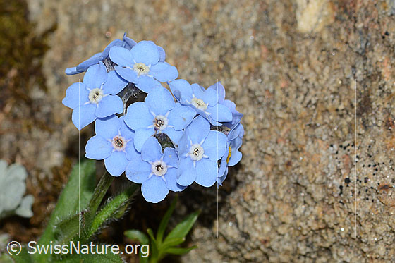 Foto: Alpen-Vergissmeinnicht (Myosotis alpestris). Blüten.