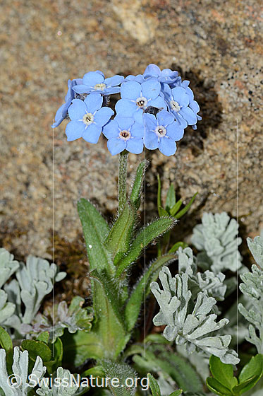 Foto: Alpen-Vergissmeinnicht (Myosotis alpestris). Ganze Pflanze (Habitus).