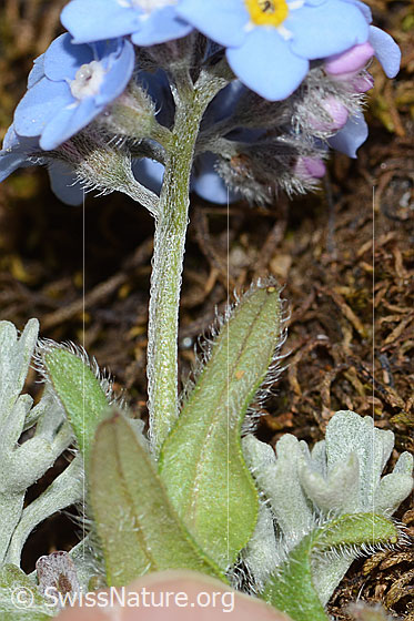 Foto: Alpen-Vergissmeinnicht (Myosotis alpestris). Stängel und Kelche.