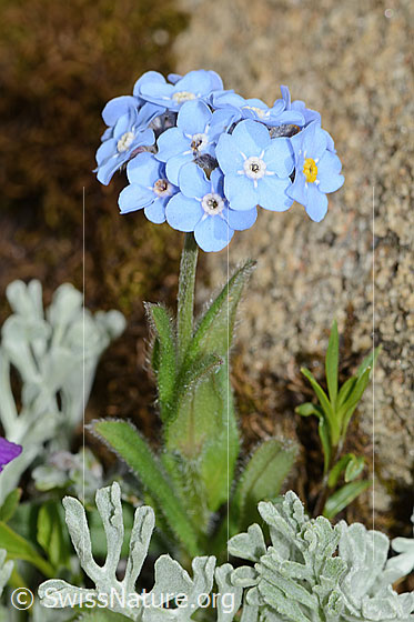 Foto: Alpen-Vergissmeinnicht (Myosotis alpestris). Ganze Pflanze (Habitus).