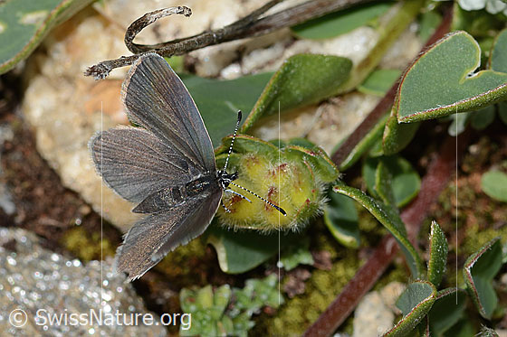 Photo: Cupido minimus on Anthyllis vulneraria ssp. alpestris. Female. Wings open. View diagonally from the front oben.