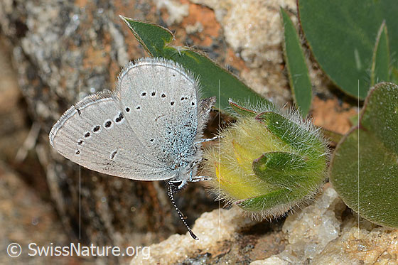 Photo: Cupido minimus on Anthyllis vulneraria ssp. alpestris. Female. Wings closed. View from the side.