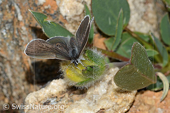 Photo: Cupido minimus on Anthyllis vulneraria ssp. alpestris. Female. Wings open. View from top front.