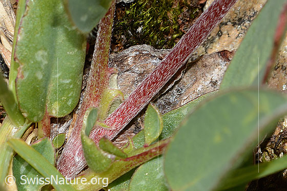 Foto: Alpen-Wundklee (Anthyllis vulneraria ssp. alpestris). Stängel.