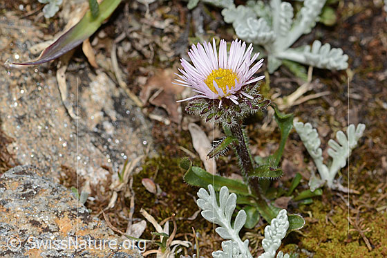 Photo: Erigeron uniflorus. Whole plant (habiti). View from diagonally above.