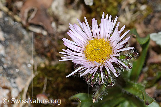 Foto: Einköpfiges Berufkraut (Erigeron uniflorus). Blüte. Ansicht von oben.