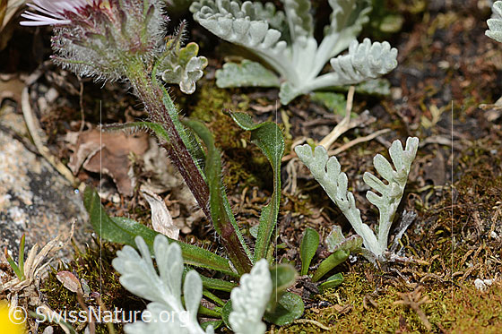 Photo: Erigeron uniflorus. Stem and leaves.