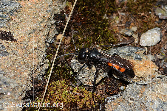 Foto: Frühlings-Wegwespe (Anoplius viaticus). Länge 11mm. Weibchen. Ansicht von seitlich oben.