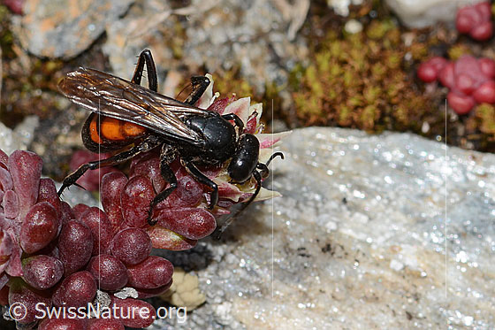 Foto: Frühlings-Wegwespe (Anoplius viaticus) auf Dunklem Mauerpfeffer (Sedum atratum). Länge 11mm. Weibchen. Ansicht von schräg oben.